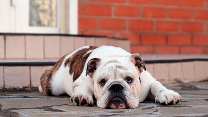 A young sad english bulldog lies in the yard in front of the house on the street and looks at the camera. Slow motion. Pet concept