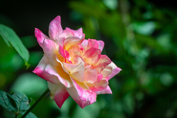 rose flower in garden natural outdoor