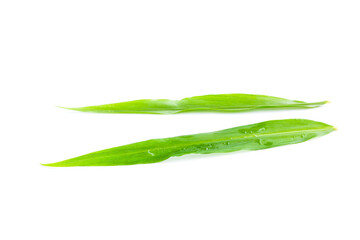 Fresh ginger leaves with water drops on white background, Organic vegetables, Herbal plant, Food ingredient