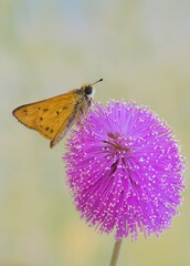 Fiery Skipper butterfly (Hylephila phyleus) on a Sensitive Briar wildflower (Mimosa quadrivalvis).