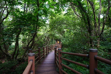 Obraz premium dense wild forest with walkway