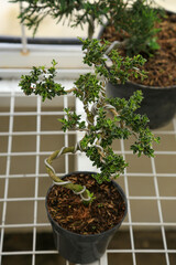 Naklejka premium A bonsai plant in a pot