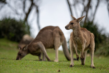 Kangaroos at rest