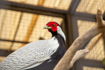 Silver Pheasant perched on wood in a cage