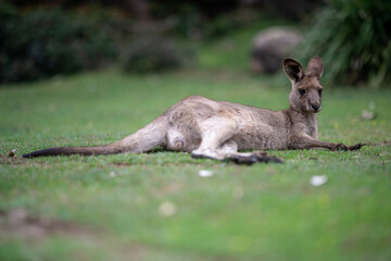 Kangaroos at rest