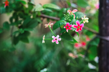Lovely Small Pink Flowers. Lovely Flowers in Garden. Dark Green Leaves. Floral Wallpaper and Background 