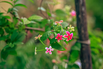 Small Pink Flowers. Lovely Flowers in Garden. Floral Wallpaper and Background