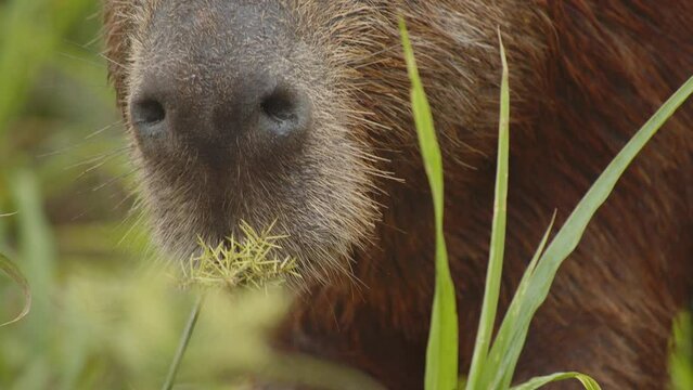 Super close up of a capybara face eating grass 