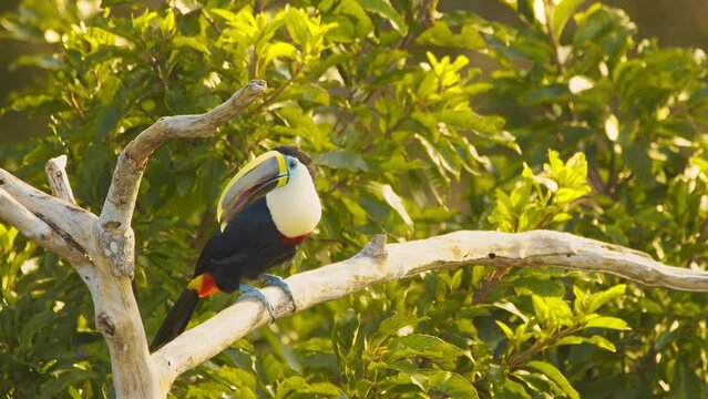 Active Channel-billed Toucan perched on a high branch Calling out and then looks around and flies away magnificent