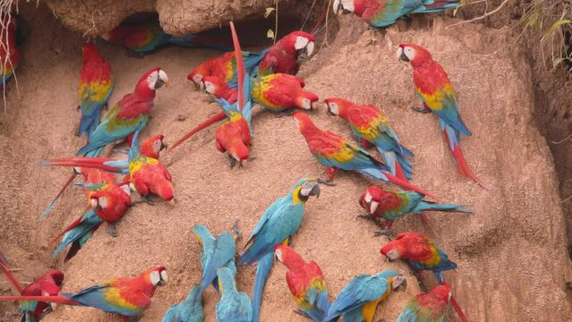 Flock of Scarlett Macaws and Blue yellow macaws gather at Chuncho Clay Lick on an exposed river bank, Tambopata National Reserve