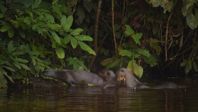 Family of Giant River otters coming on to the river bank and laying in the mud doing scent marking and bonding together