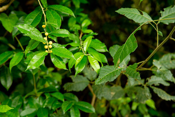 Foliage of some trees in the forest