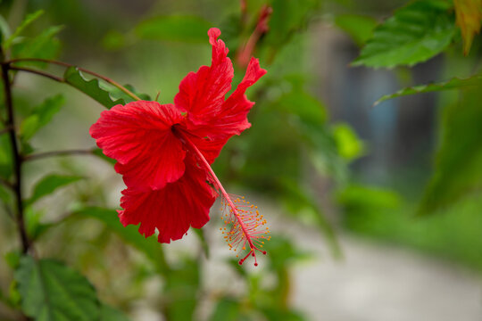 Red hibiscus flower with blurry background