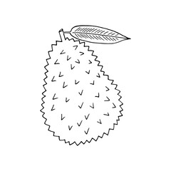 durian fruit hand drawn in doodle style. icon, sticker, menu.