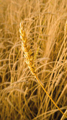 Golden ear of wheat close-up on the background of a wheat field