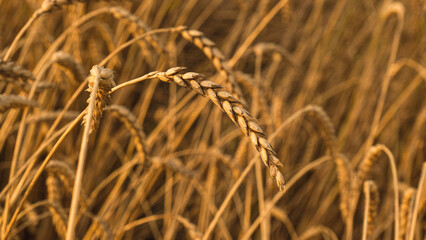 Golden ear of wheat close-up on the background of a wheat field