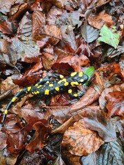 Salamandra