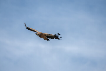 Fototapeta premium Griffon vulture (fulvus) in flight in jonte gorges in the Cevennes National Park.