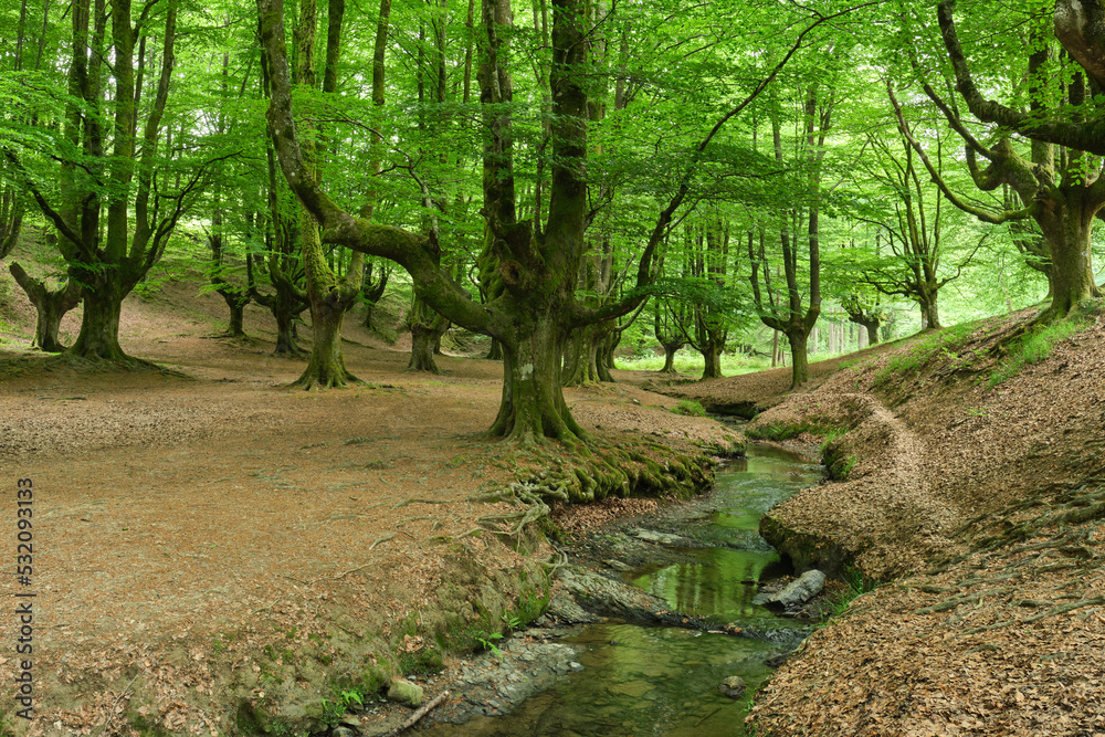 Wall mural beautiful enchanted beech forest in otzarreta. biscay, spain