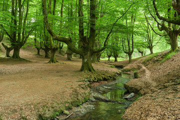 beautiful enchanted beech forest in Otzarreta. Biscay, Spain