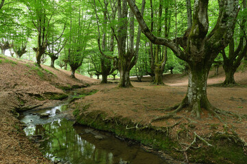 beautiful enchanted beech forest in Otzarreta. Biscay, Spain