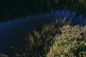 Water grass by the shores of Mærraputten Lake. Image from a trip to the Svartdalstjerne Lakes, a forest nature reserve of the Totenaasen Hills, Oppland, Norway, at autumn of the year 2022.