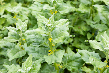 ツルナ　（蔓菜、Tetragonia tetragonioides） 葉や若いく茎が食用　