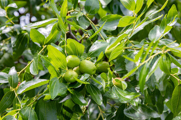 ナツメ （学名：Zizyphus jujuba var. inerimis　品種：　タイホウ（大豊）生薬名：タイソウ（大棗）