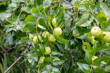 ナツメ （学名：Zizyphus jujuba var. inerimis　品種：　タイホウ（大豊）生薬名：タイソウ（大棗）