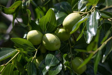 ナツメ （学名：Zizyphus jujuba var. inerimis　品種：　タイホウ（大豊）生薬名：タイソウ（大棗）