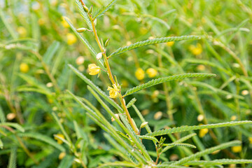カワラケツメイ （学名：Cassia mimosoides subsp....