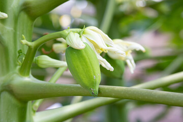 青パパイヤの花と実（carica papaya）、実が食用（果物と野菜としても食べられる）