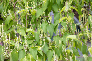 ヤマノイモ 　学名： Dioscorea...