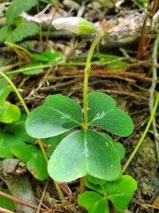 plant in the rain