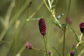 ワレモコウの花　学名：sanguisorba　officinalis　生薬名：チユ（地楡）　生薬原料、日本、東京