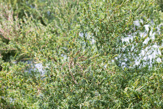 ホウキギ　学名：kochia scoparia　生薬名：ジフシ　東北地方名産のトンブリ、「畑のキャビア」といわれる。