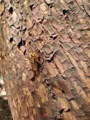 Cicada shell on the tree 