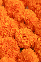 Marigold Flower for dasara Festival, Indian Festival flower decoration.