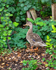 Adorable Duck In Grass Thicket