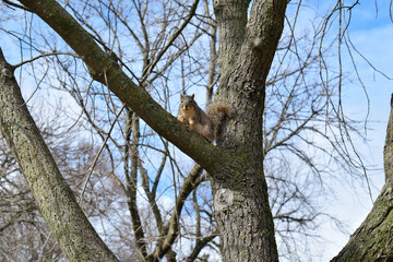 Squirrel in Tree