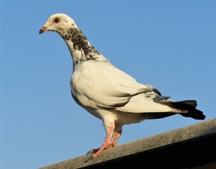 pigeon on the roof  posta güvercini