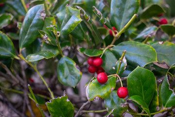  Christmas Berries Bush Background