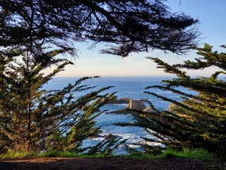 trees on the beach