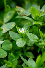 Plantlife White Flower Green