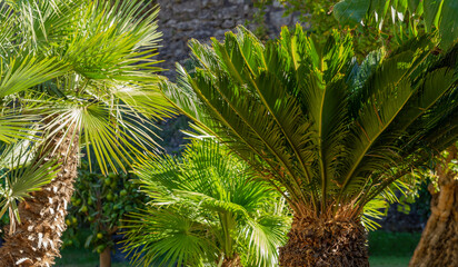 Sunny palm trees