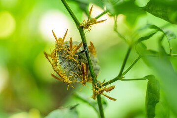 The other wasps in the nest prepare the cells for egg laying