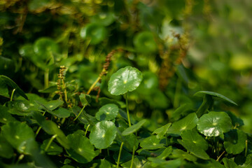 Floating pennywort grows on land or in water, or simply as Pennywort