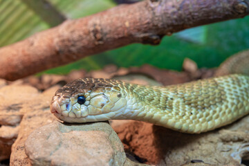 Naklejka na ściany i meble Close-up shot of a venomous cobra snake crawling over rocks
