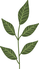 Illustration of plant
