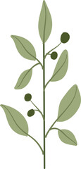 Illustration of plant